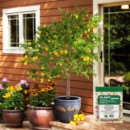 🔥Beginner-Friendly Lemon Tree Seeds