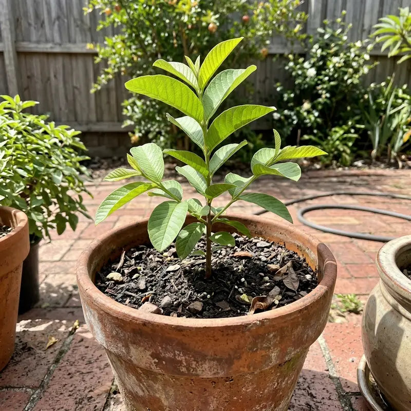 🔥 10K+ SOLD! Tropical Red Guava Seeds