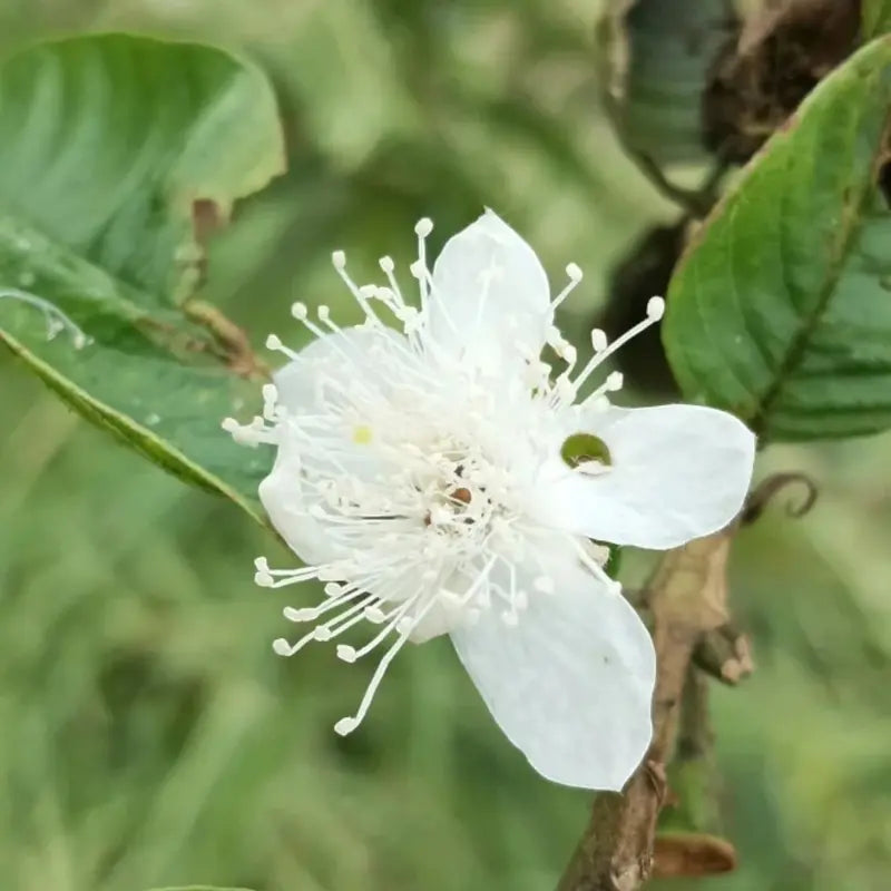 🔥 10K+ SOLD! Tropical Red Guava Seeds