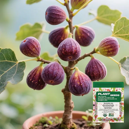 Cold-Hardy Fig Seeds for Abundant Harvests