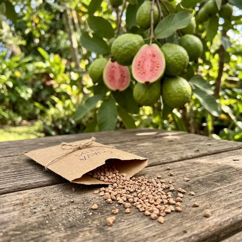 🔥 10K+ SOLD! Tropical Red Guava Seeds