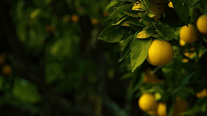 🔥Beginner-Friendly Lemon Tree Seeds