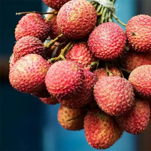 🔥Heirloom Sweet Tropical Fruit Giant Lychee Seeds