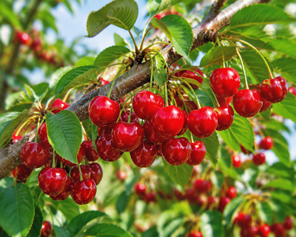 Grow Your Own Sweet Cherry Tree 🍒 | From Seed to Fresh Fruit