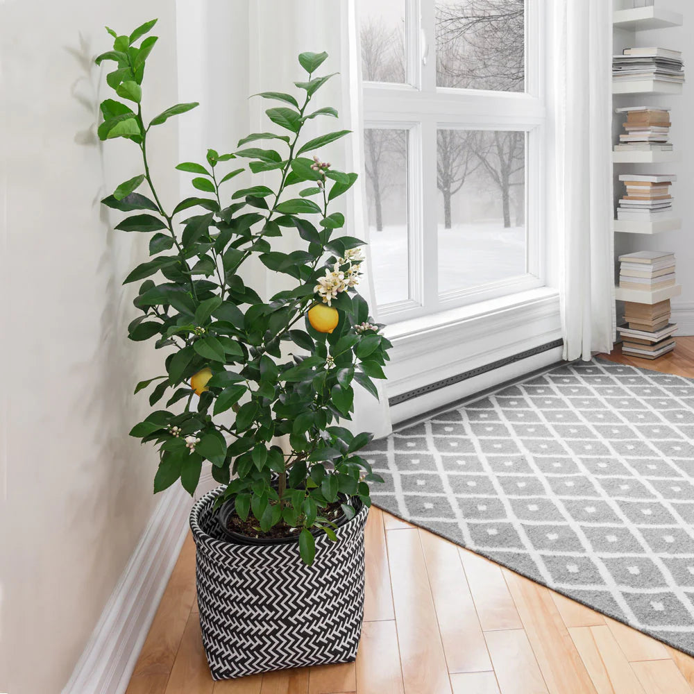 🔥Beginner-Friendly Lemon Tree Seeds