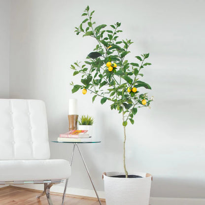 🔥Beginner-Friendly Lemon Tree Seeds