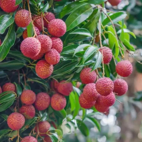 🔥Heirloom Sweet Tropical Fruit Giant Lychee Seeds