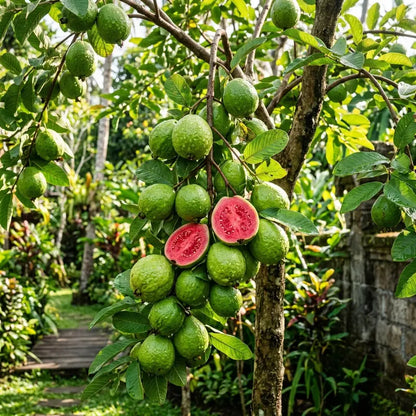 🔥 10K+ SOLD! Tropical Red Guava Seeds