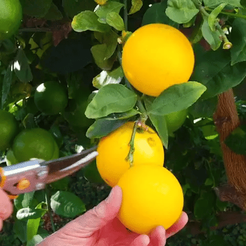 🔥Beginner-Friendly Lemon Tree Seeds