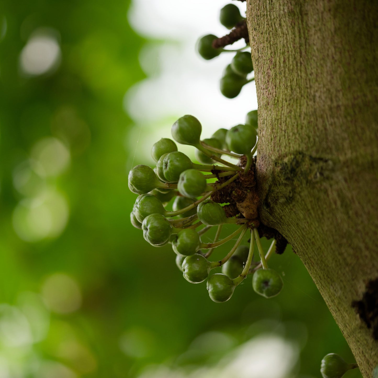 Cold-Hardy Fig Seeds for Abundant Harvests
