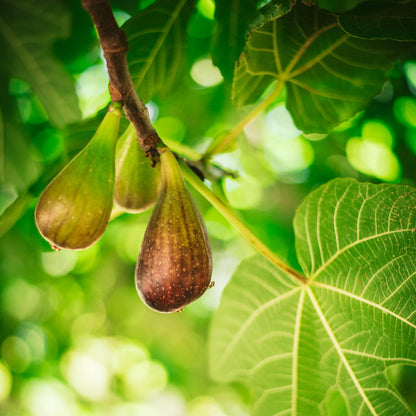 Cold-Hardy Fig Seeds for Abundant Harvests