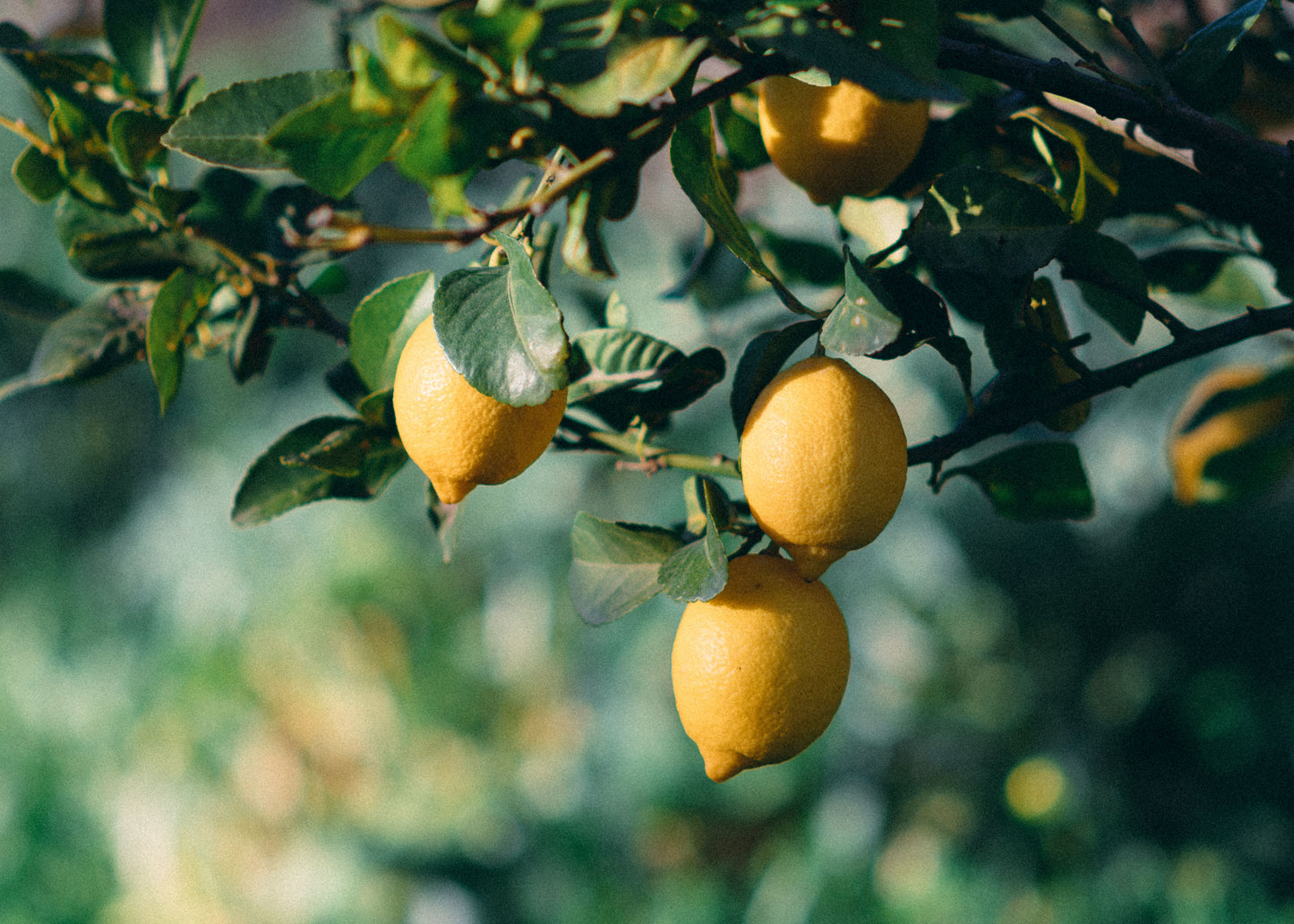 🔥Beginner-Friendly Lemon Tree Seeds