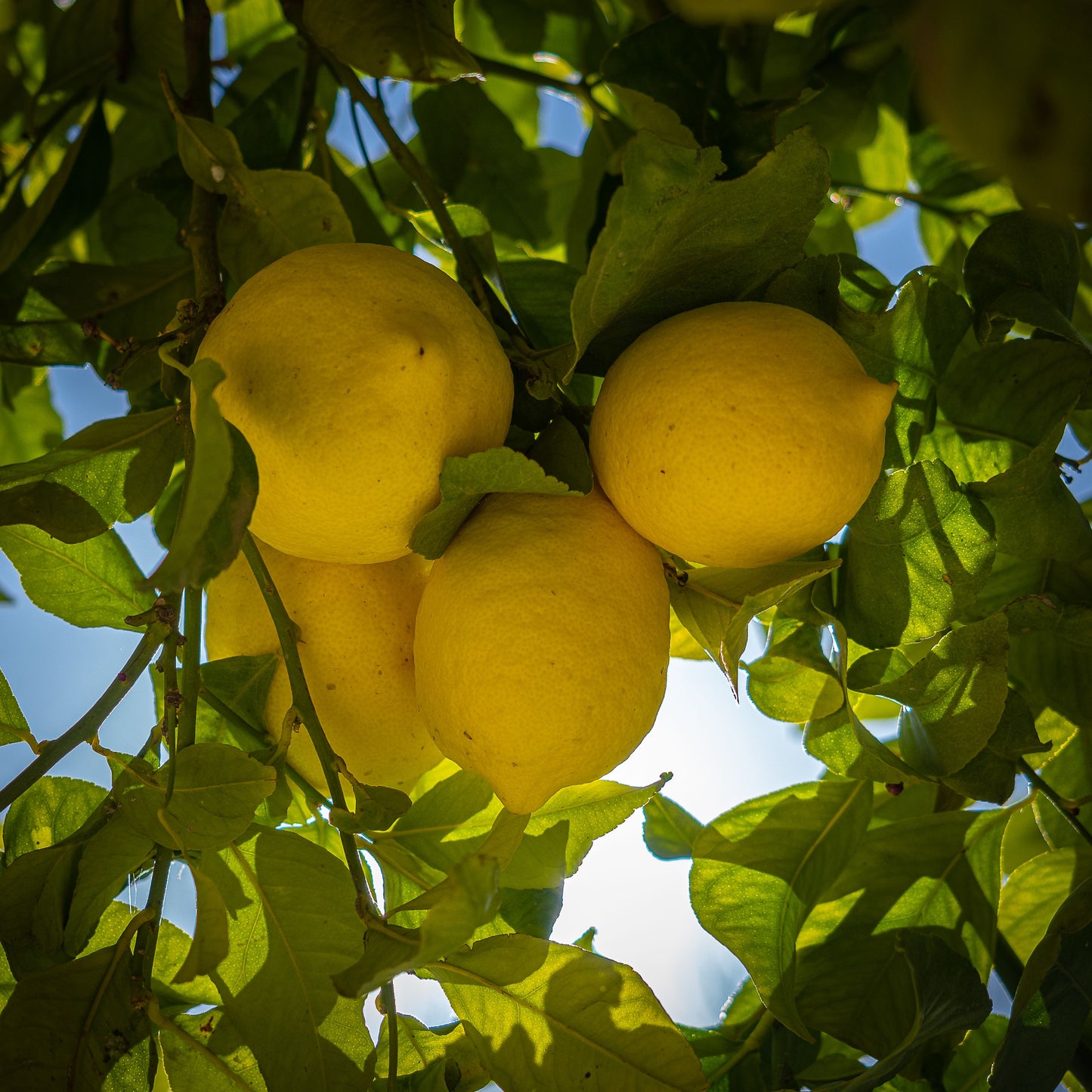 🔥Beginner-Friendly Lemon Tree Seeds