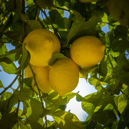 🔥Beginner-Friendly Lemon Tree Seeds